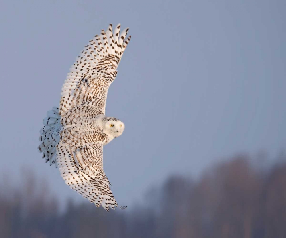 Owl in Flight V