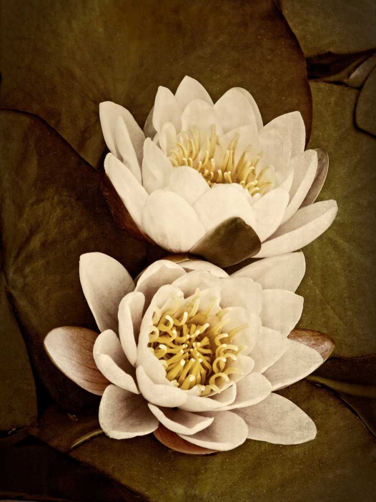 Lily Pad Duo