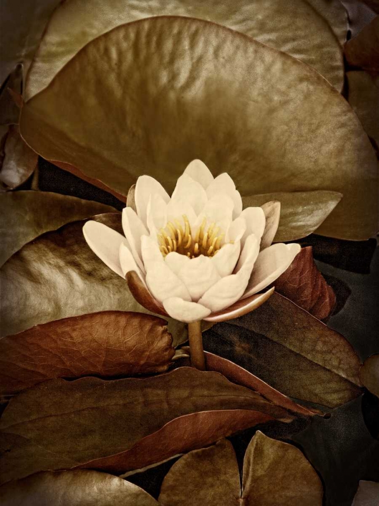 Lily Pad Single