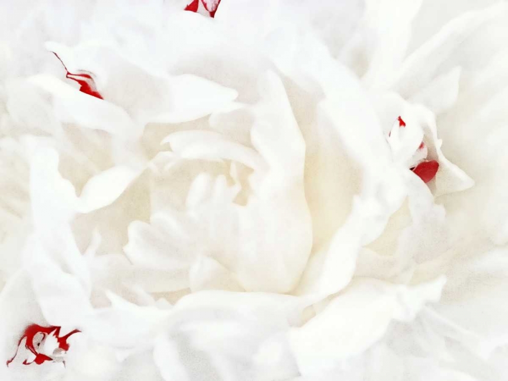 White Linen Peony I