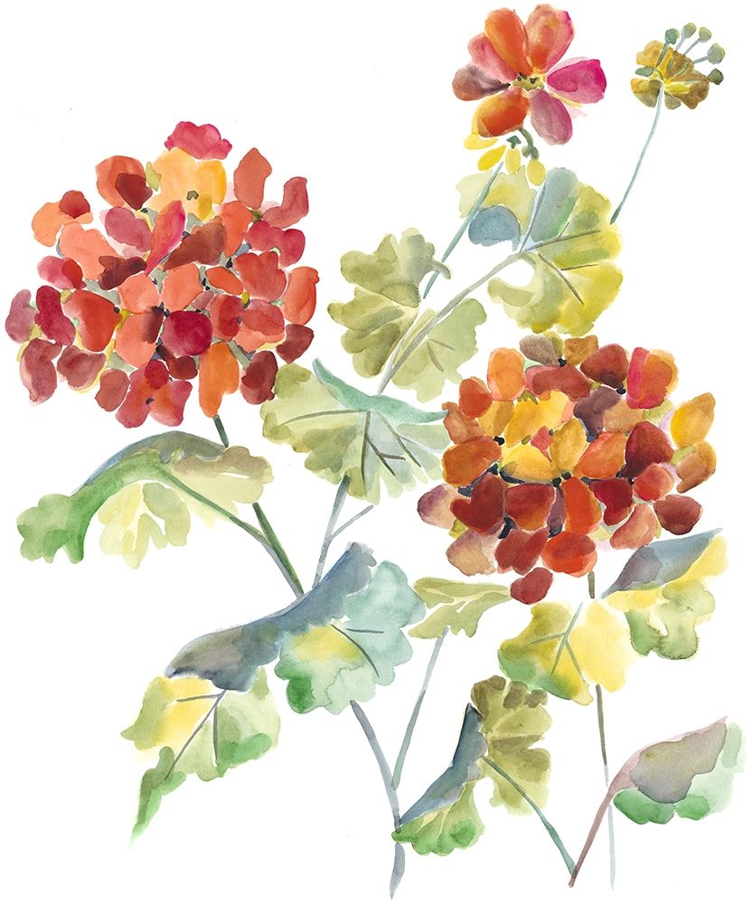 Cranesbills I