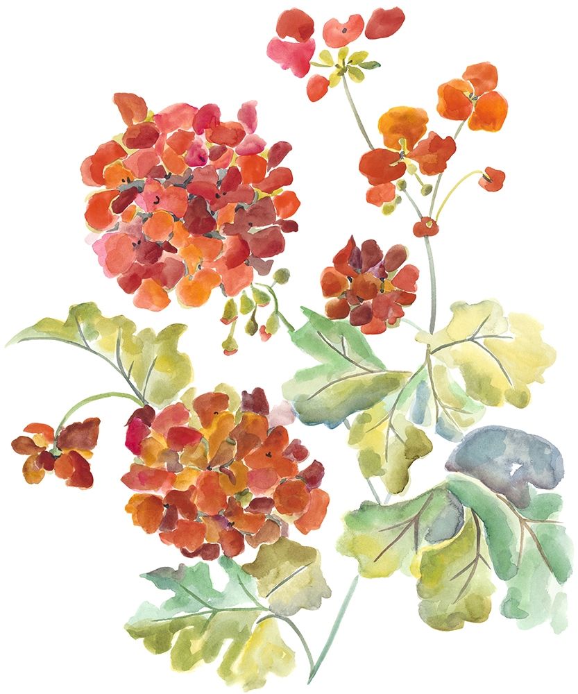 Cranesbills II