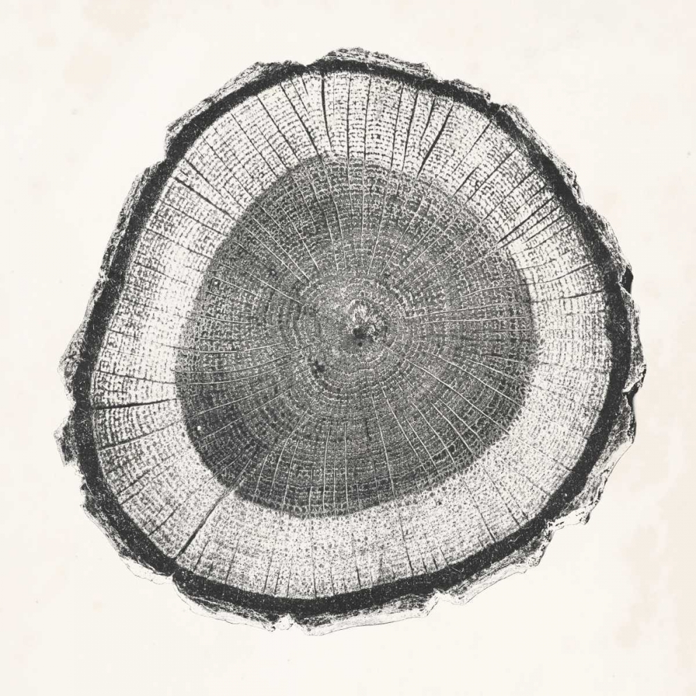 Tree Ring II