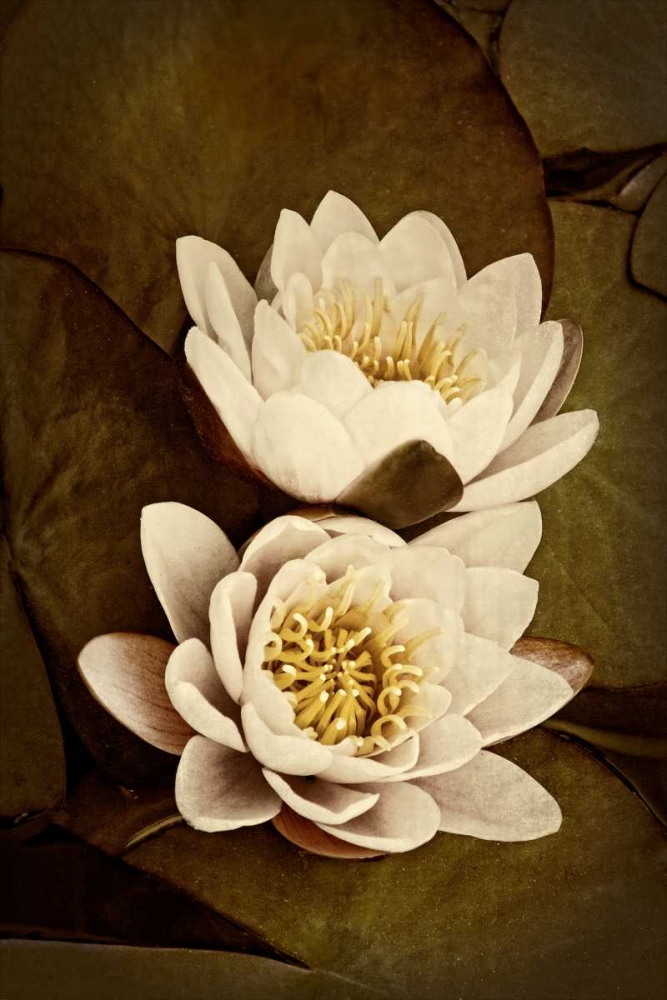Lily Pad Duo I