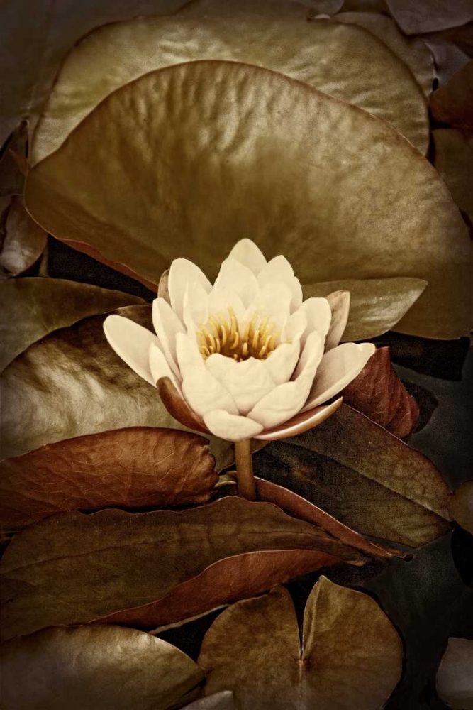 Lily Pad Duo II