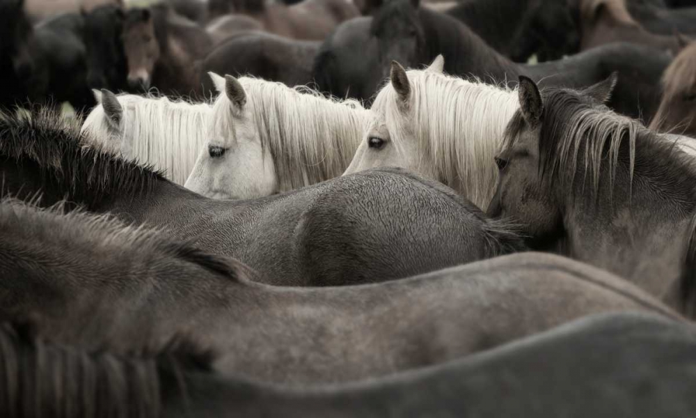 White Horses