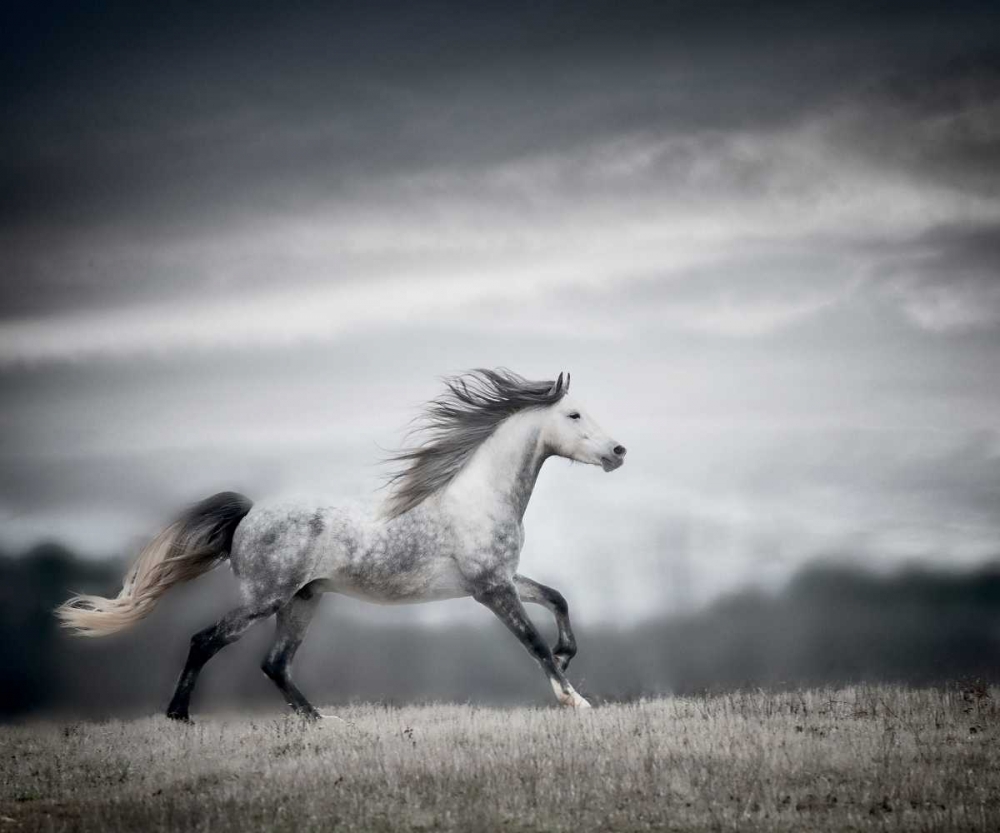 Wind Blown Mane II