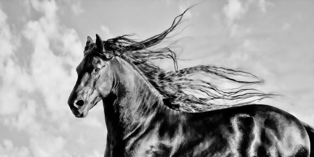 Wind Blown Mane IV