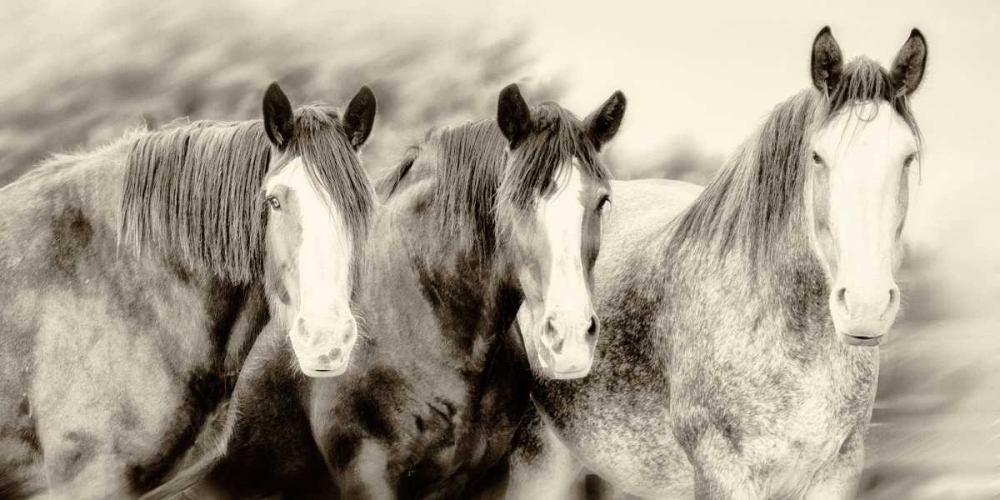 Three Amigos II
