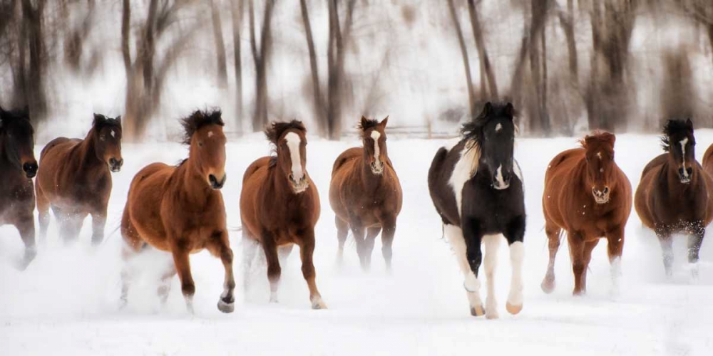 Snow Run I