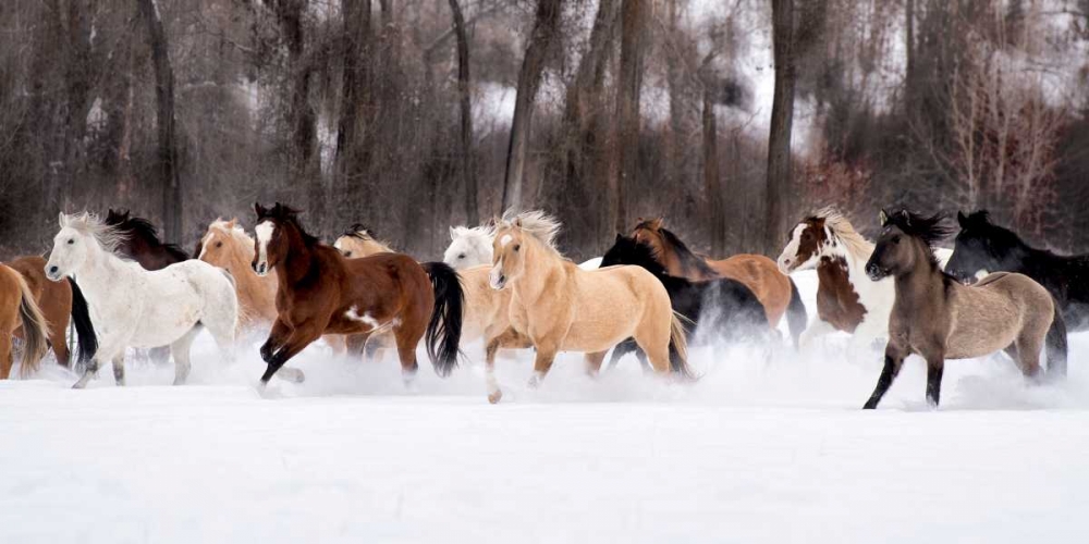 Snow Run II