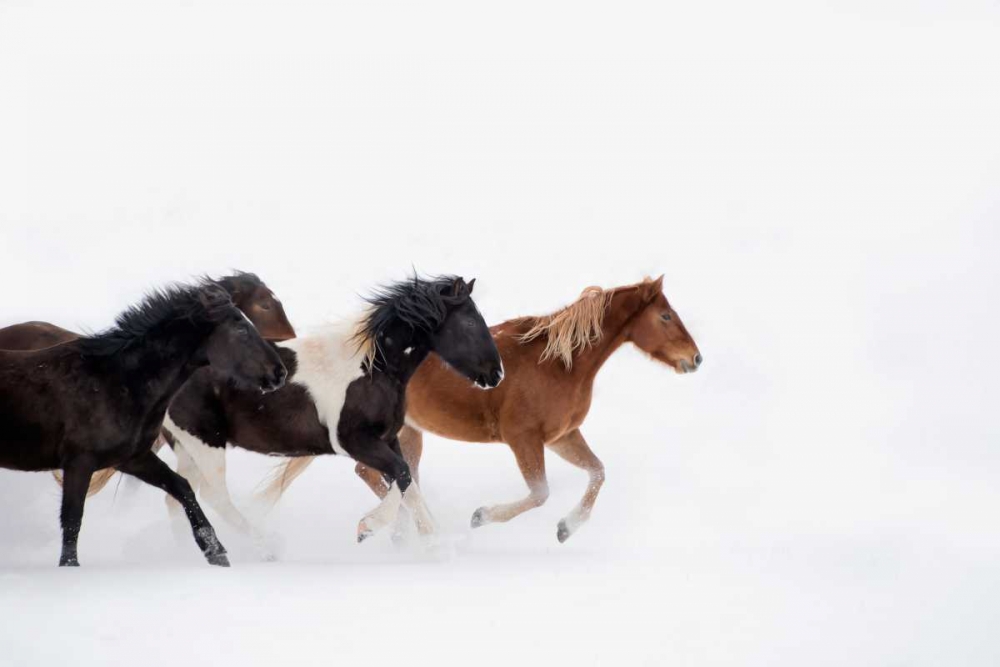 Snow Run IV