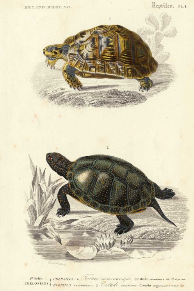 Antique Turtle Duo II