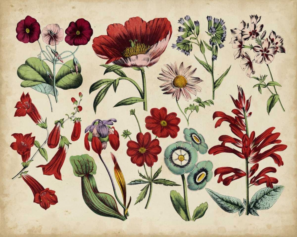 Antique Botanical Chart I