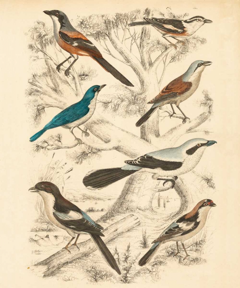 Avian Habitat V