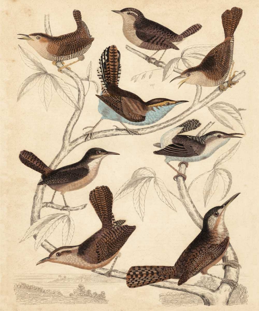 Avian Habitat VI