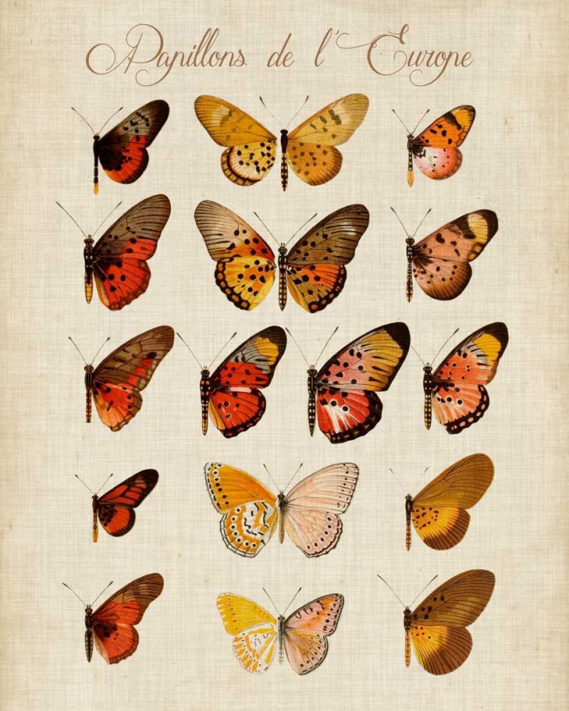 Papillons de LEurope III