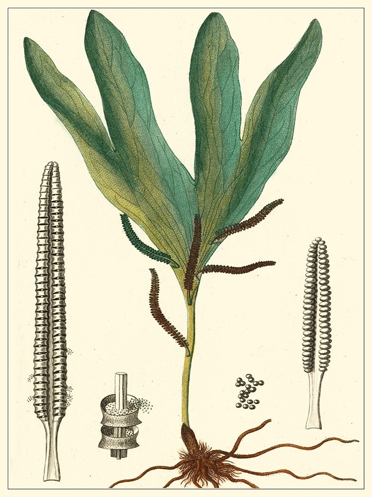 Small Foliage Botanique II