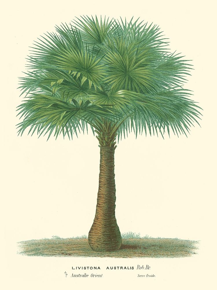 Small Palm of the Tropics I