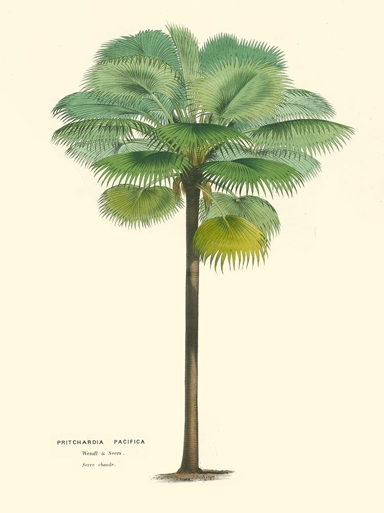 Small Palm of the Tropics II