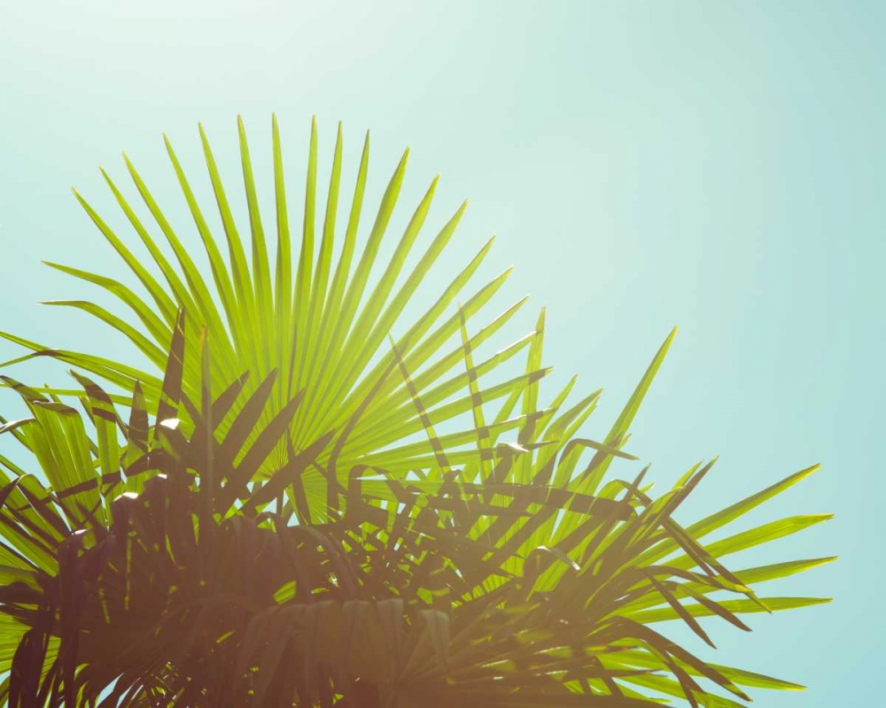 Sunny Palms I