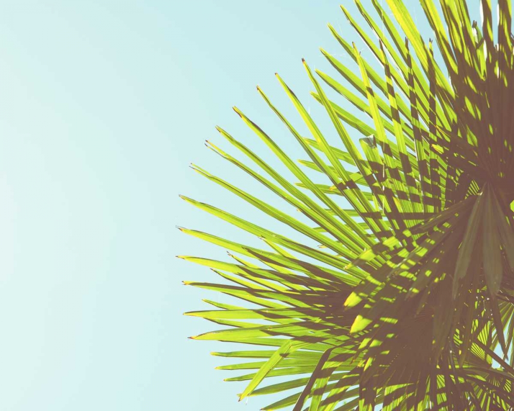 Sunny Palms II