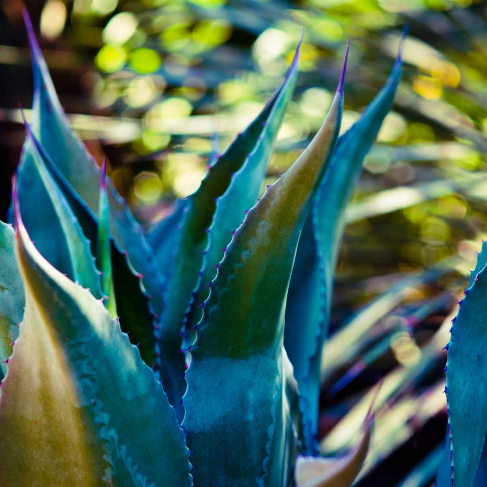 Succulent Vibes I