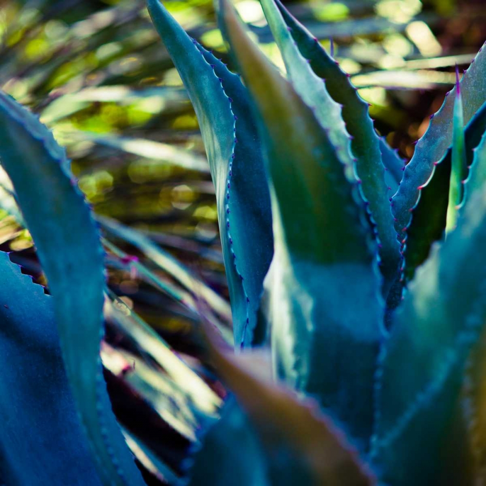 Succulent Vibes II
