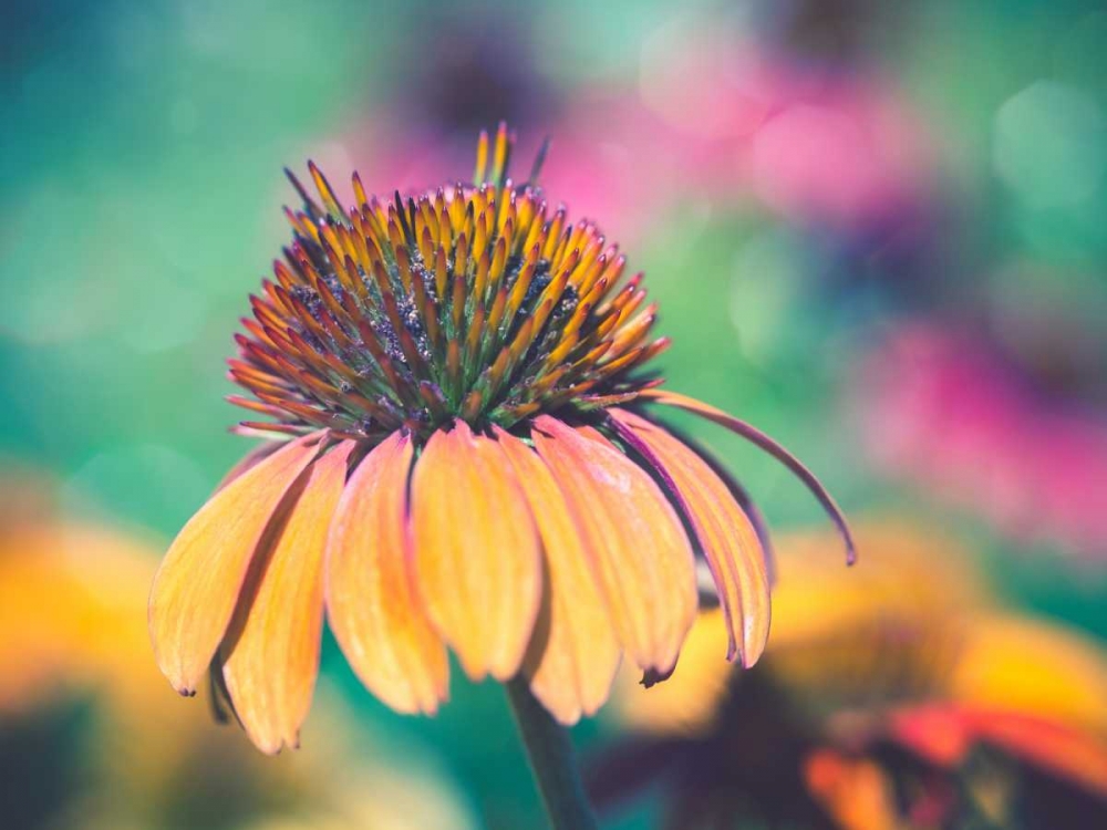 Mellow Yellows I