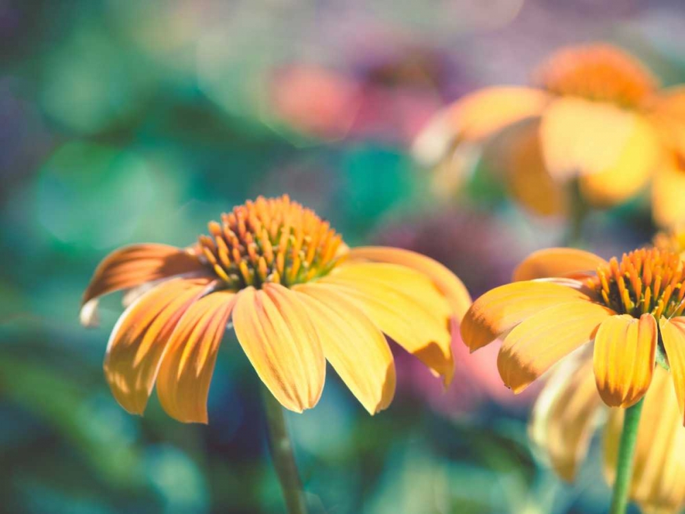 Mellow Yellows II