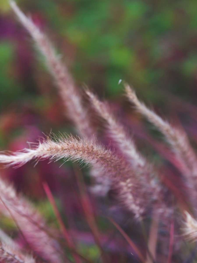 Purple Plumes I