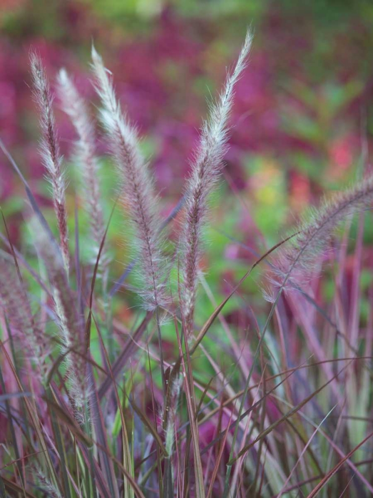 Purple Plumes II