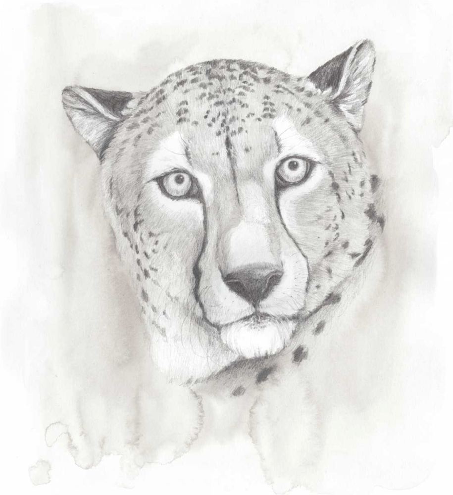 Big Cat Study I