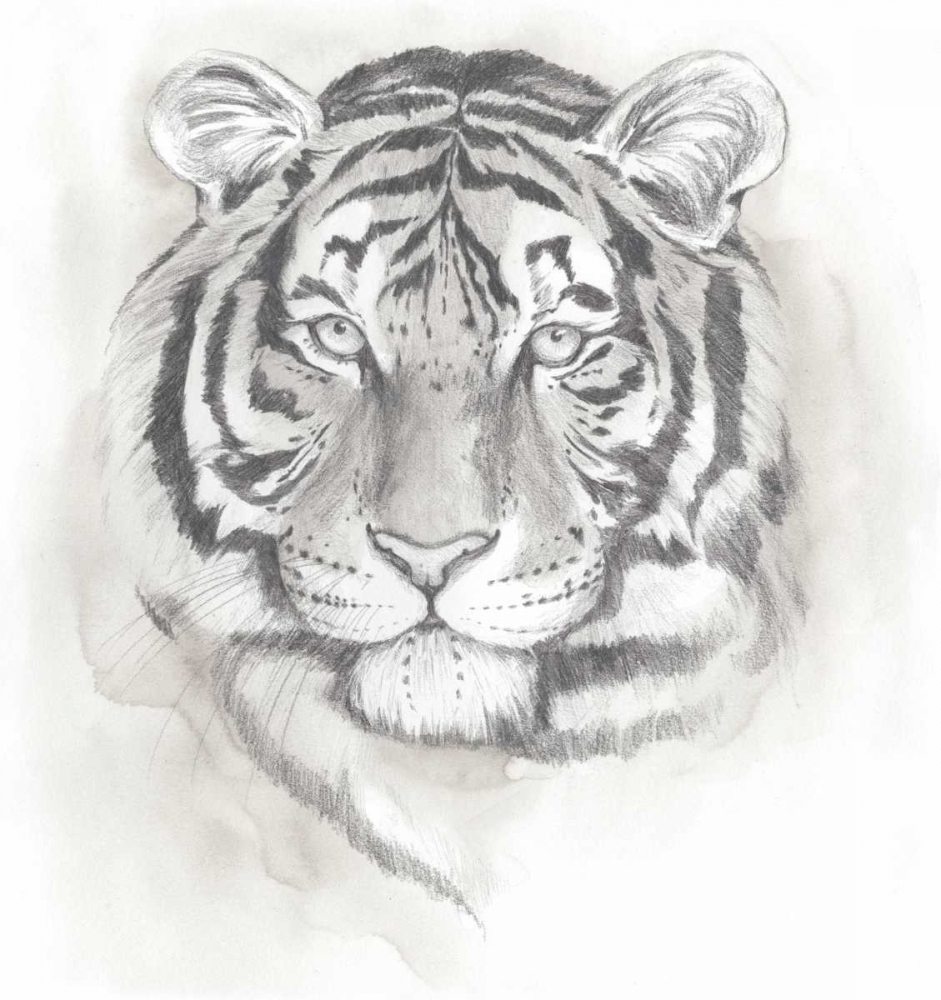 Big Cat Study II