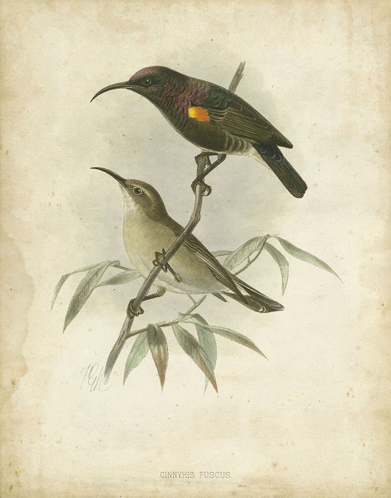 Custom Antique Gould Hummingbird II (ASH)