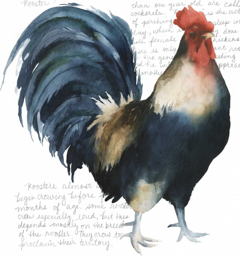 Roosters Crow I