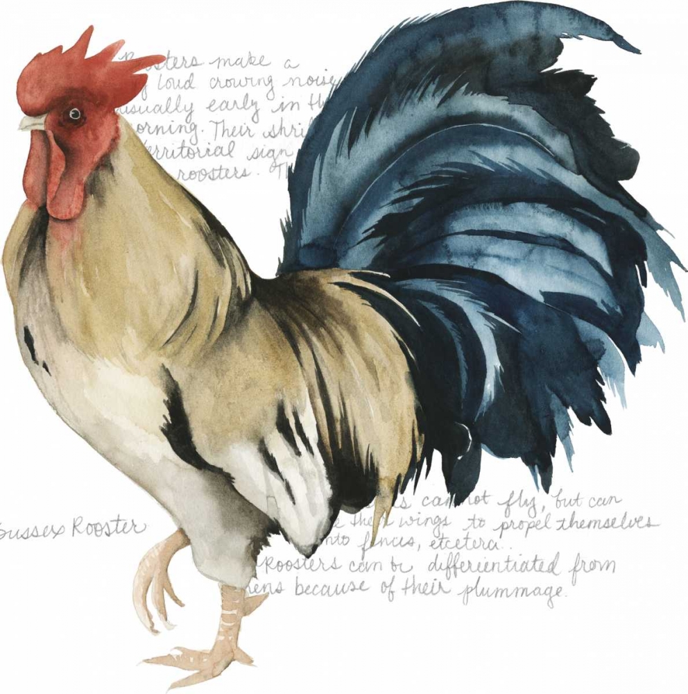 Roosters Crow II