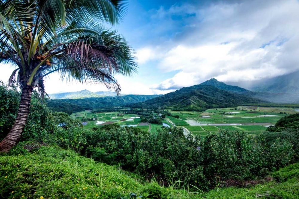 Hanalei Valley
