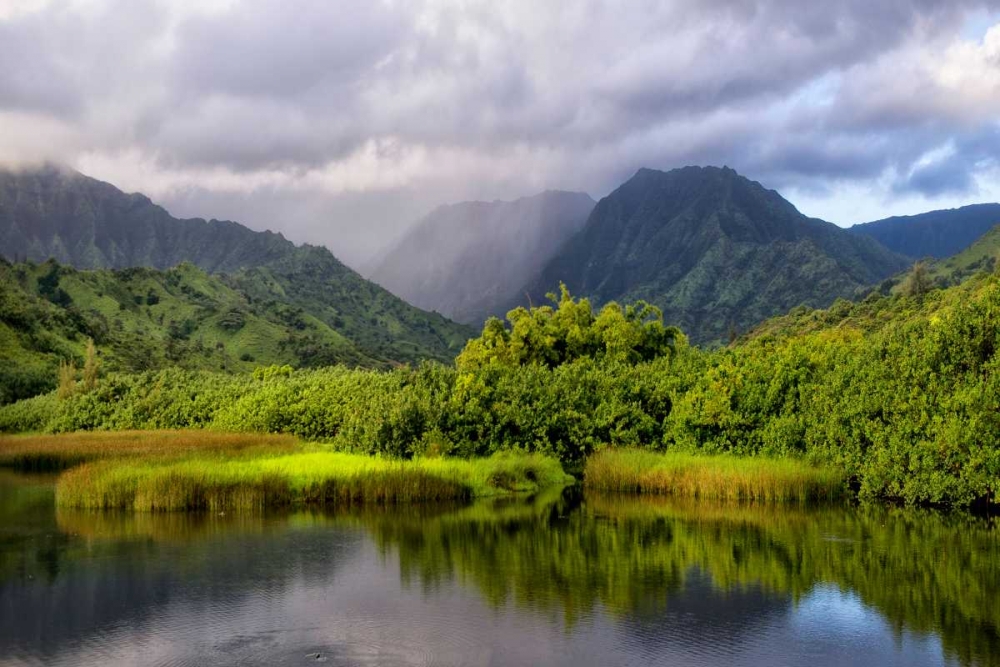 Coastal Marsh IV