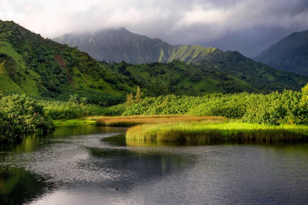 Coastal Marsh V