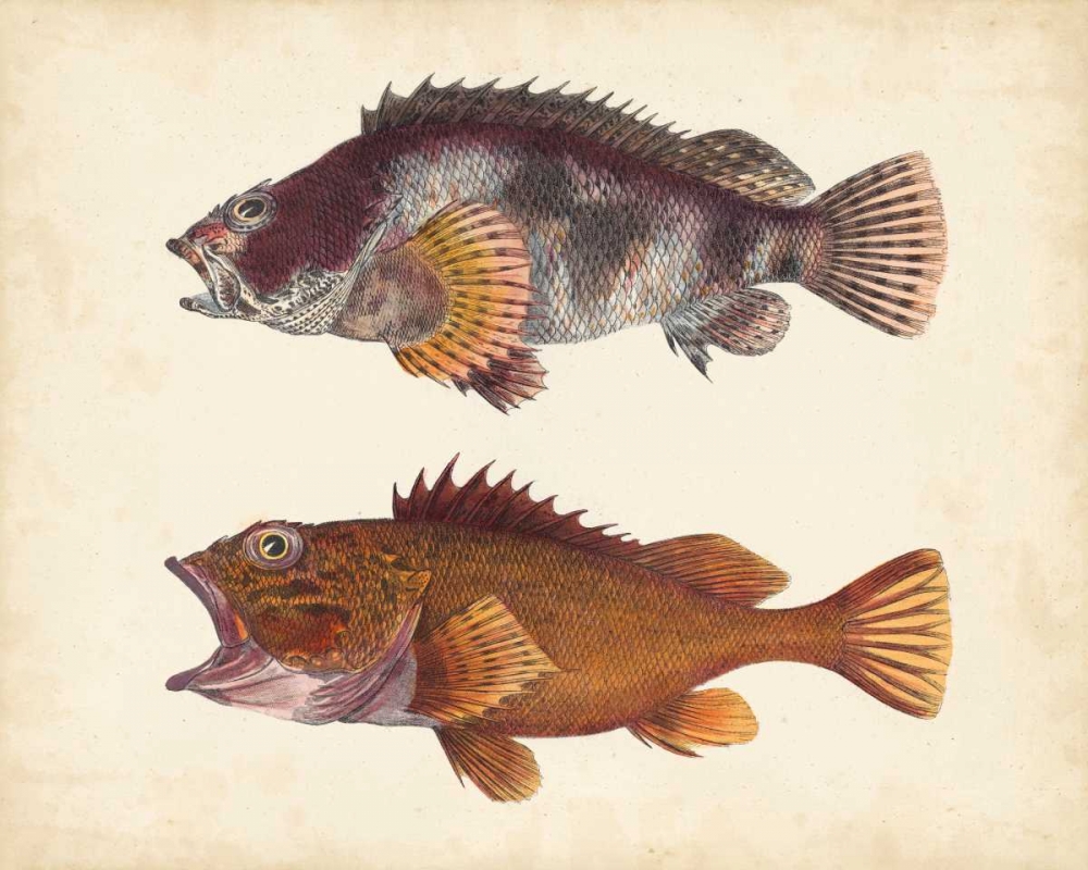 Antique Fish Species II