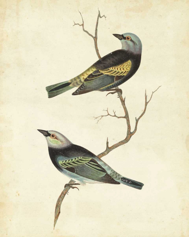 Blue-headed Tanager