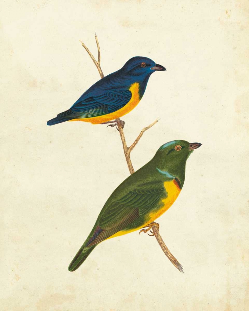 Peruvian Tanager I