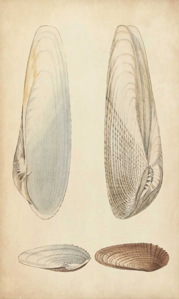 Marine Mollusk II