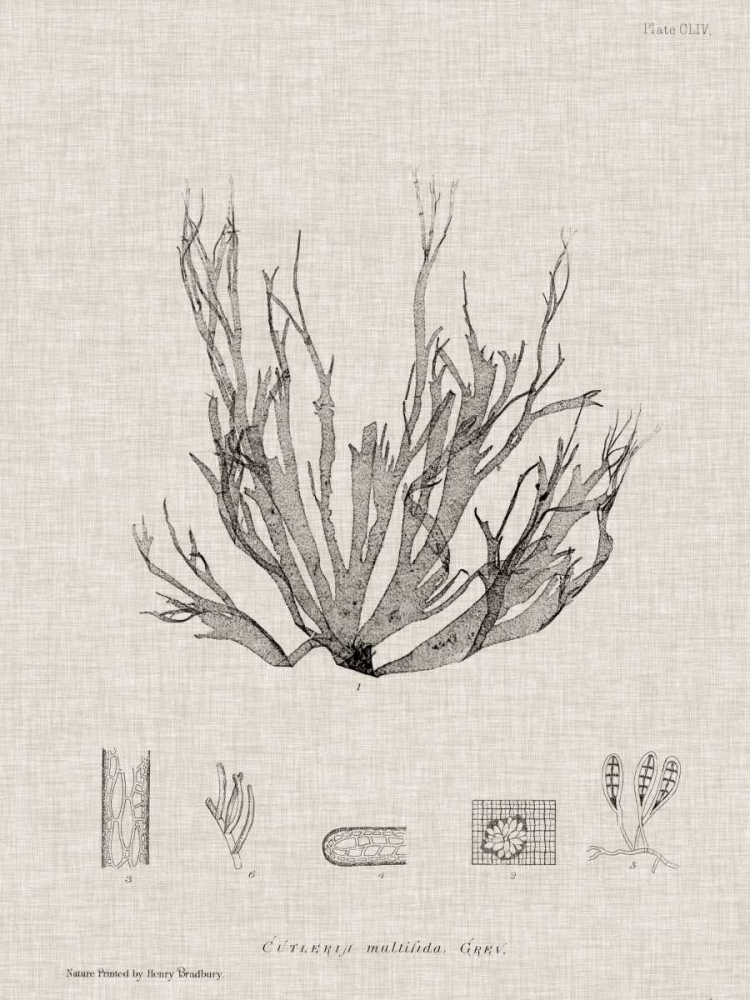 Charcoal and Linen Seaweed I