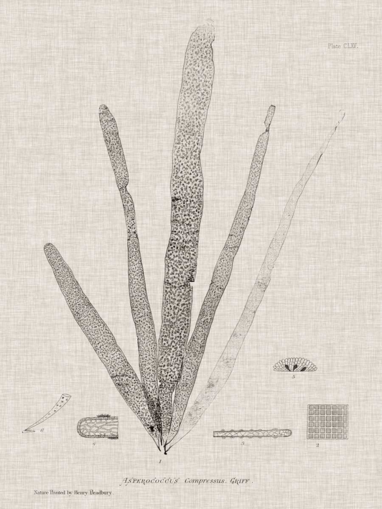 Charcoal and Linen Seaweed II
