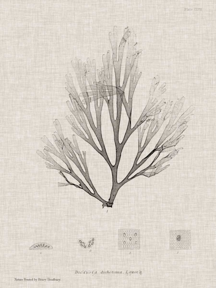 Charcoal and Linen Seaweed III