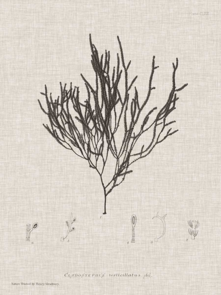 Charcoal and Linen Seaweed IV
