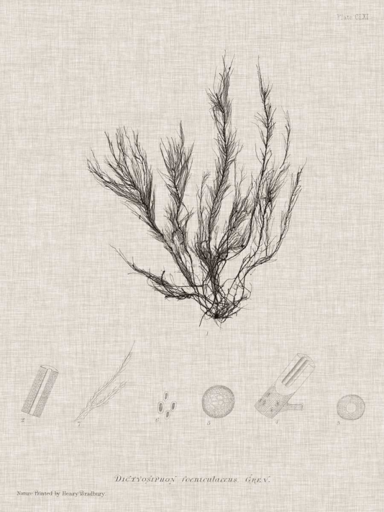 Charcoal and Linen Seaweed VI