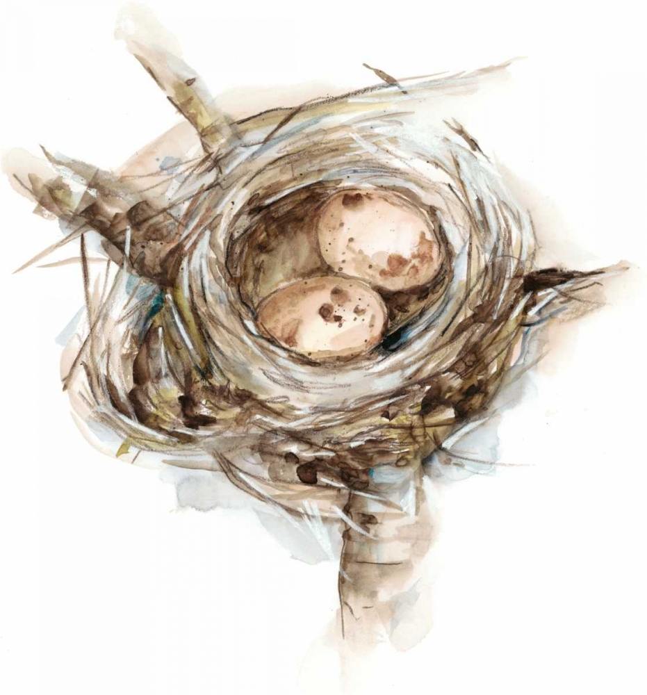 Bird Nest Study I